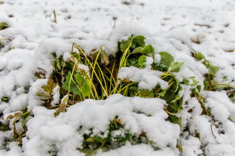 Почему не замерзают под снегом растения